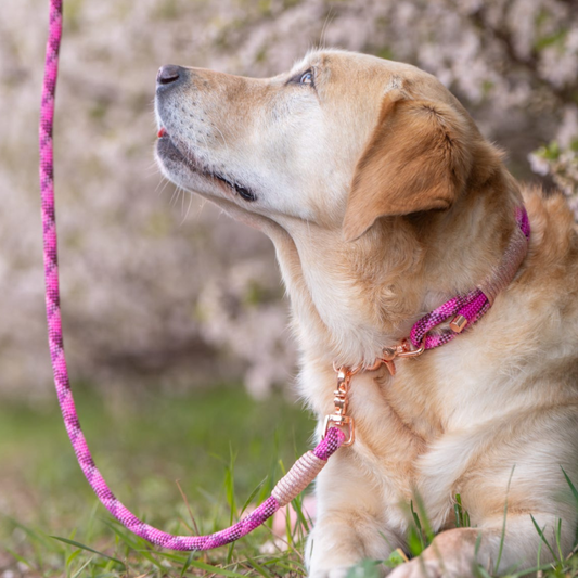Paracord Dog Clip Lead - Design Your Own