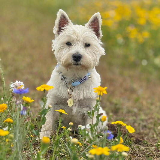 Single Layer Rope Collar - Design Your Own