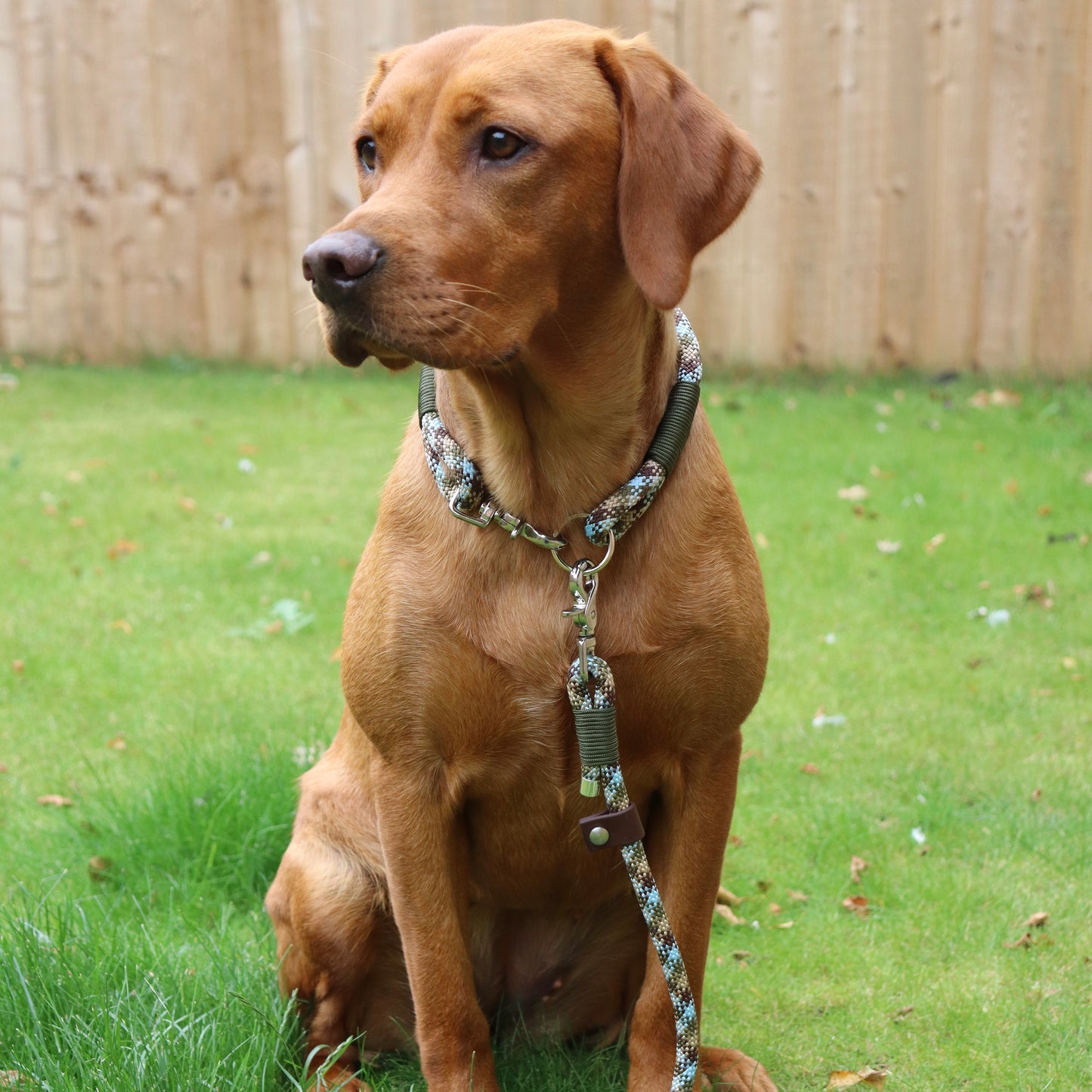Paracord Dog Slip & Clip Lead - Design Your Own