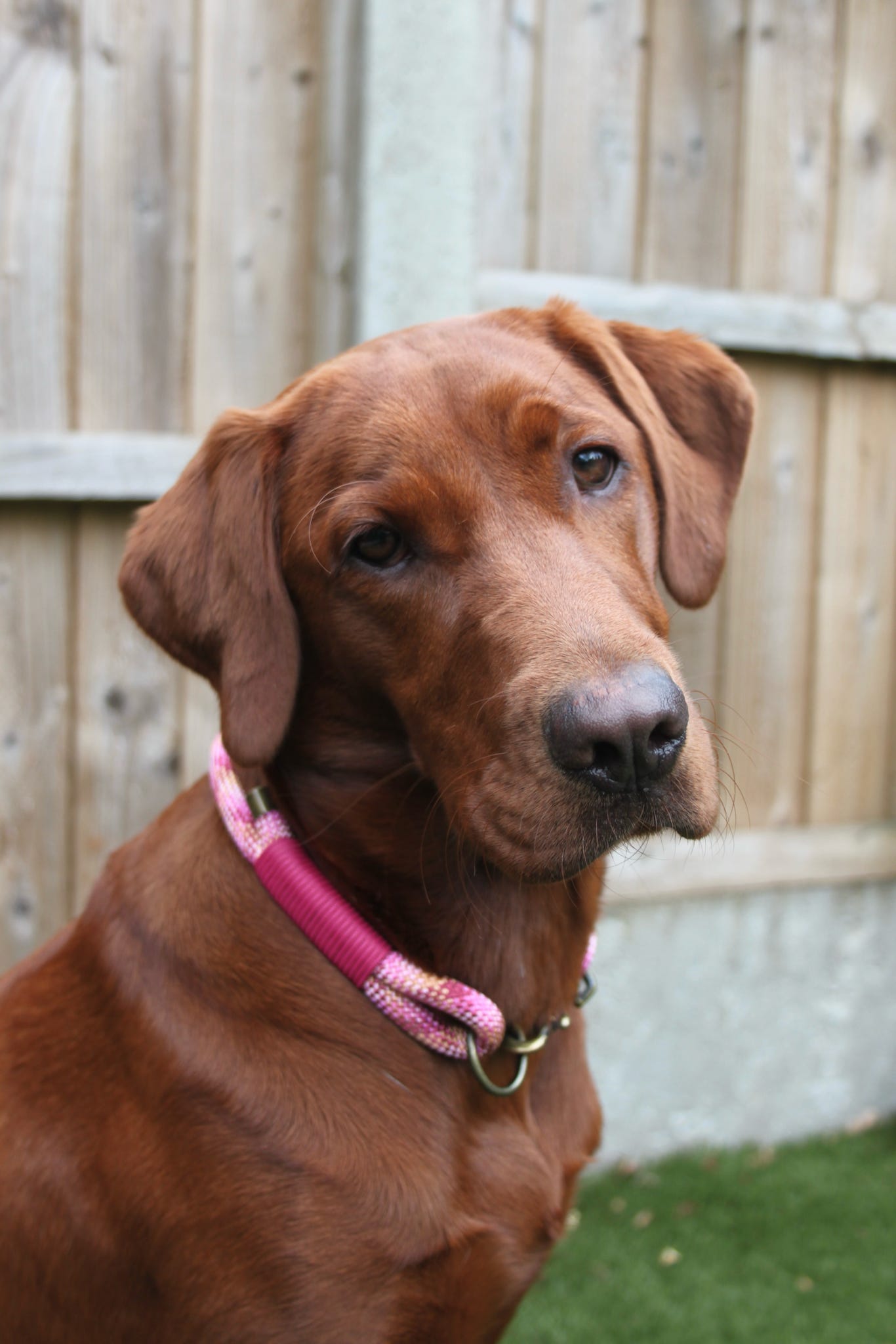 Single Layer Rope Collar - Design Your Own