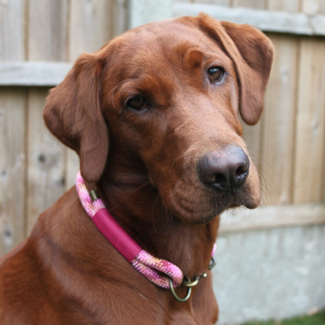 Single Layer Rope Collar - Design Your Own