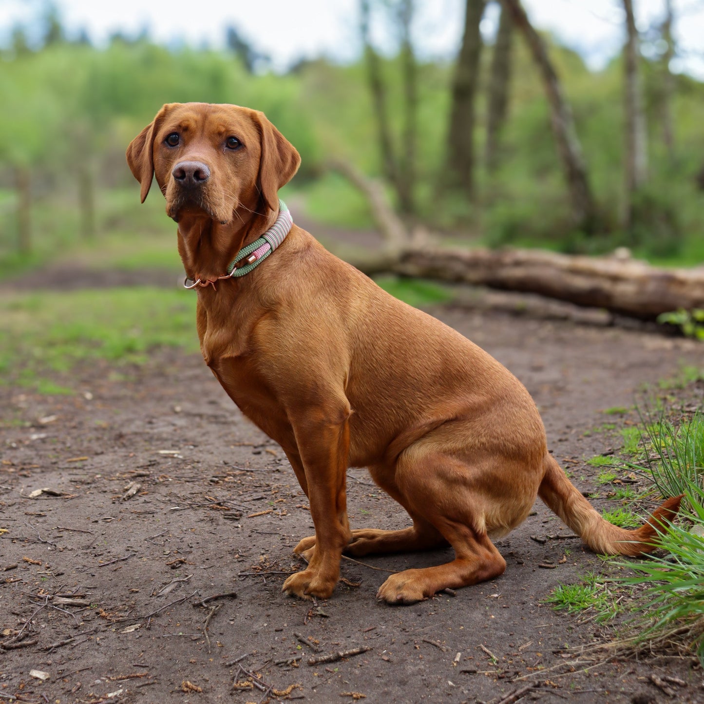 Raspberry Matcha Triple Layer Rope Collar