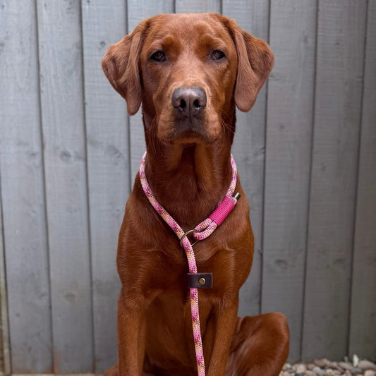 Paracord Dog Slip Lead - Design Your Own