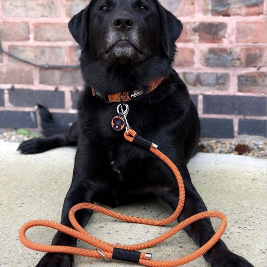 Paracord Dog Clip Lead - Design Your Own