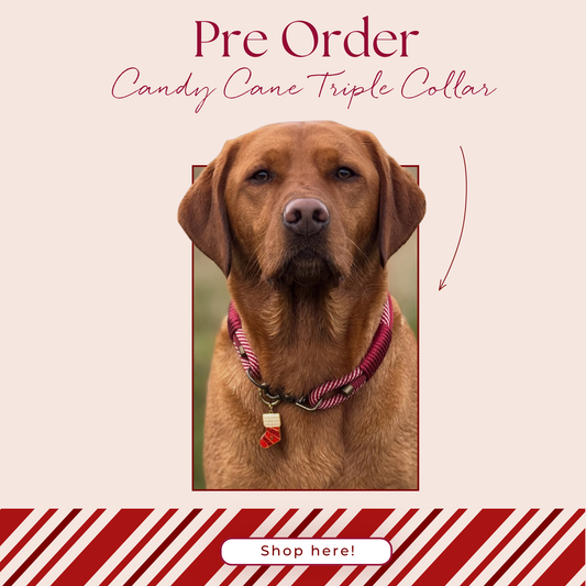 PRE ORDER - Candy Cane Triple Layer Rope Collar