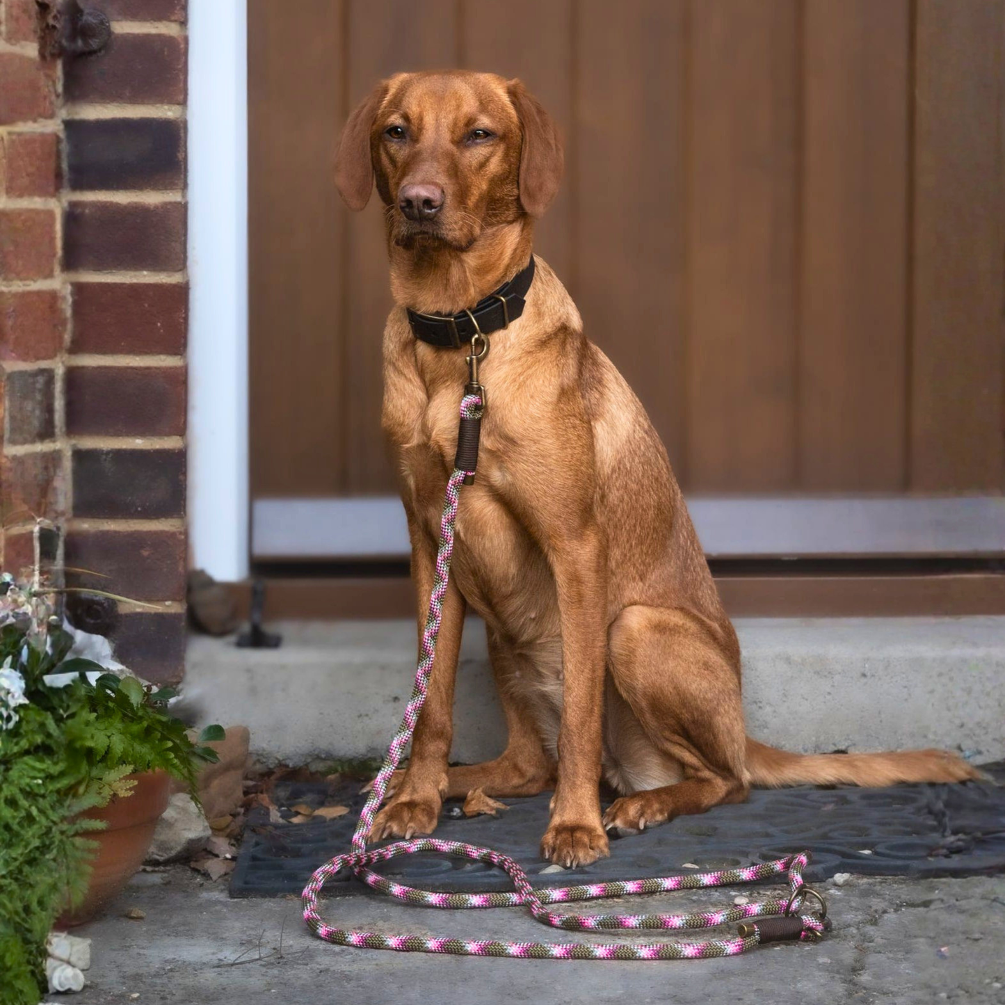 Paracord Multiway Dog Lead - Design Your Own
