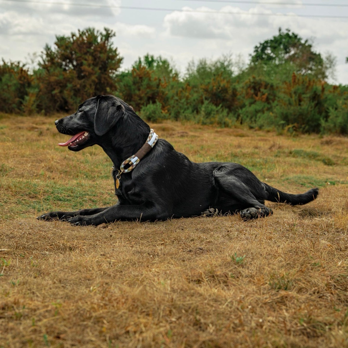 The 'Winnie' Triple Collar
