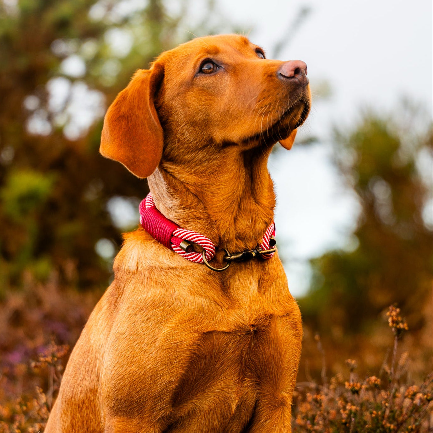 Triple Layer Rope Collar - Design Your Own