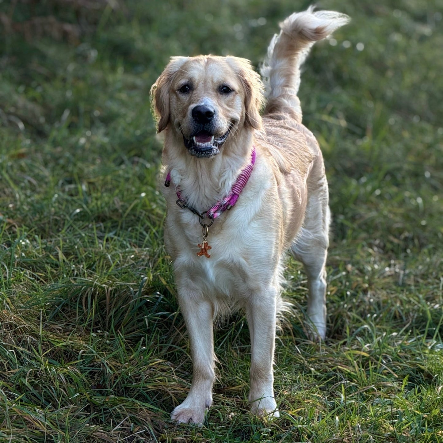 The 'Callie' Triple Collar