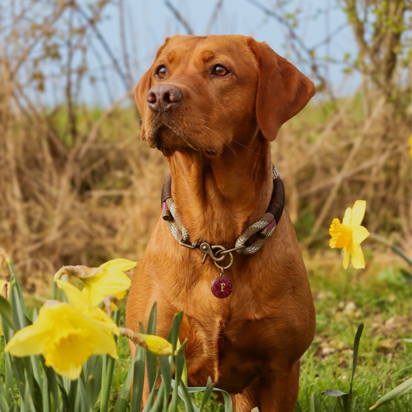 Triple Layer Rope Collar - Design Your Own