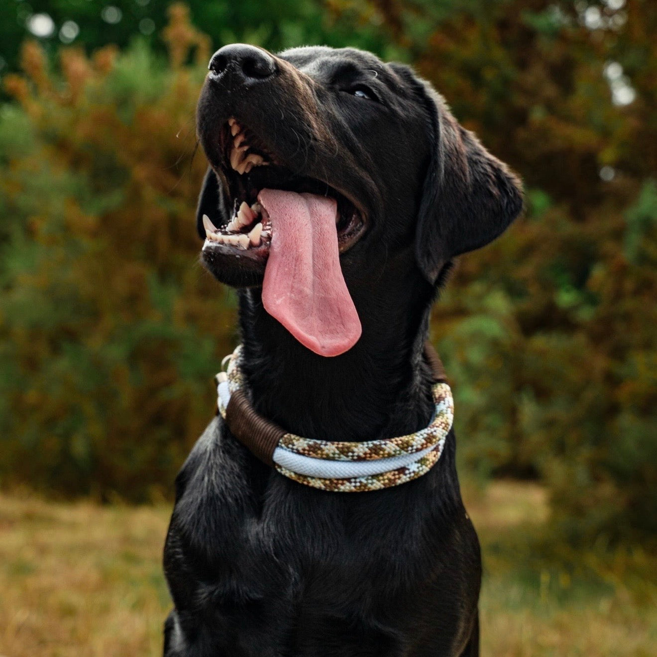 The 'Winnie' Triple Collar