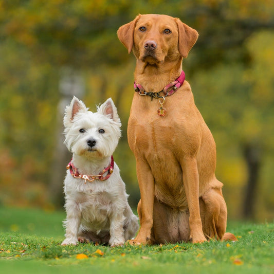 The 'Westie-Lab Life' Triple Collar
