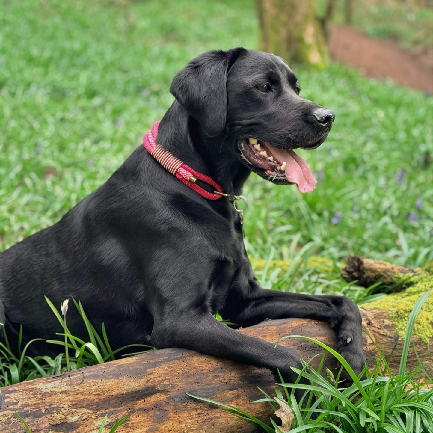 Triple Layer Rope Collar - Design Your Own