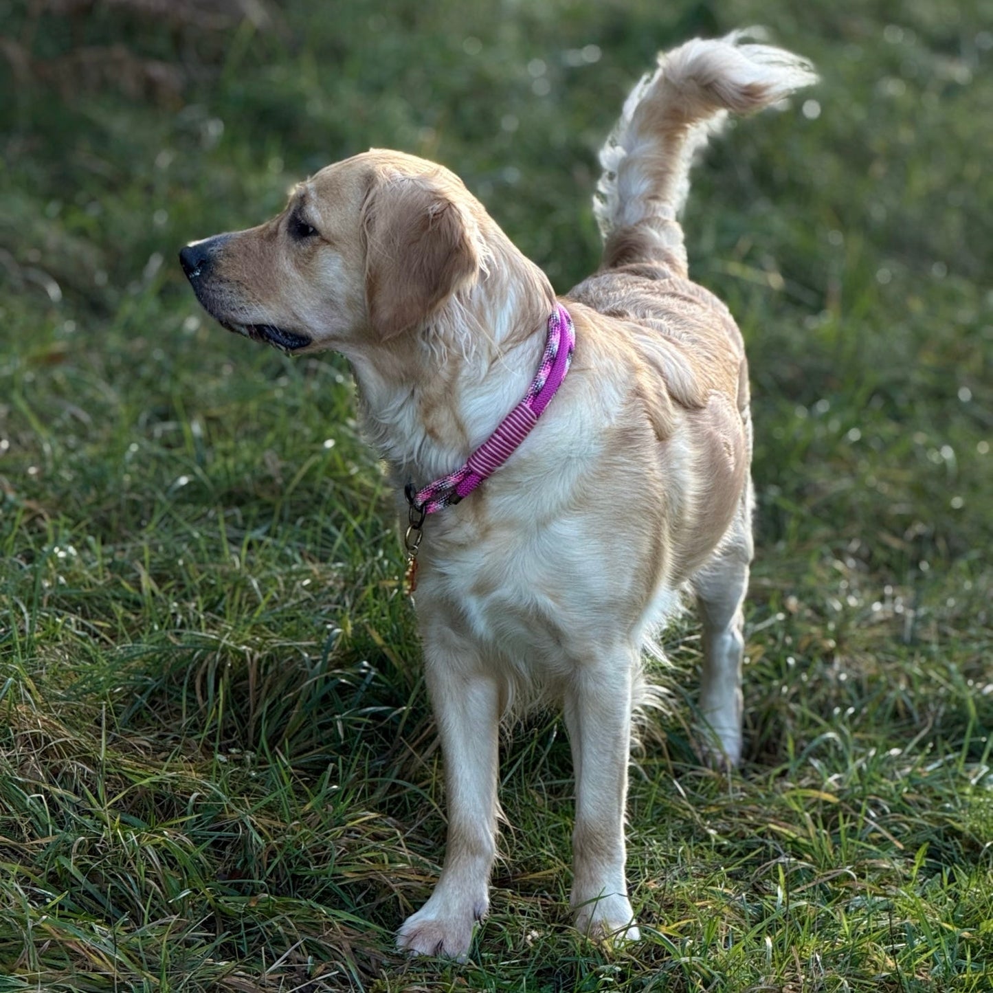 The 'Callie' Triple Collar