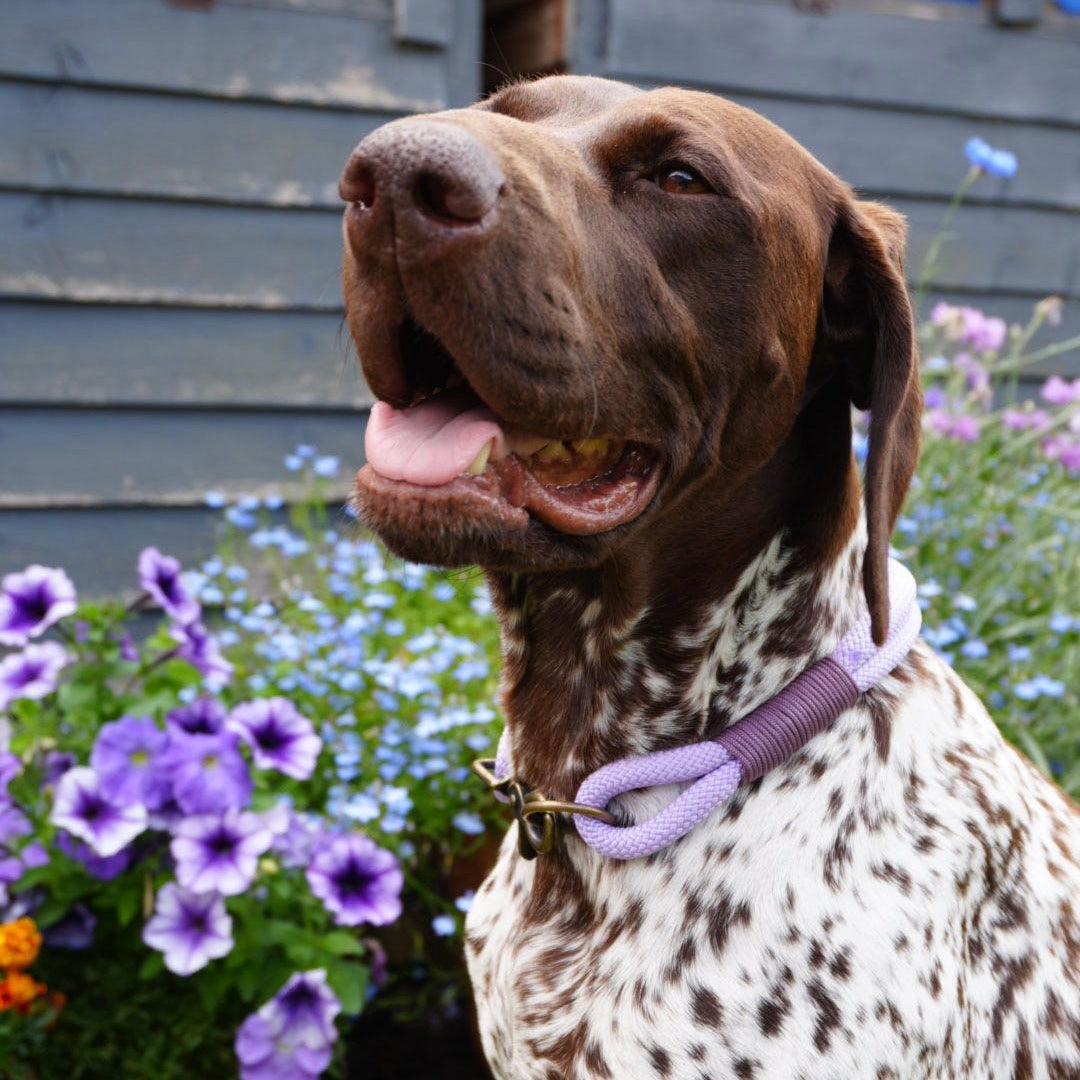 The 'Nellie' Double Collar