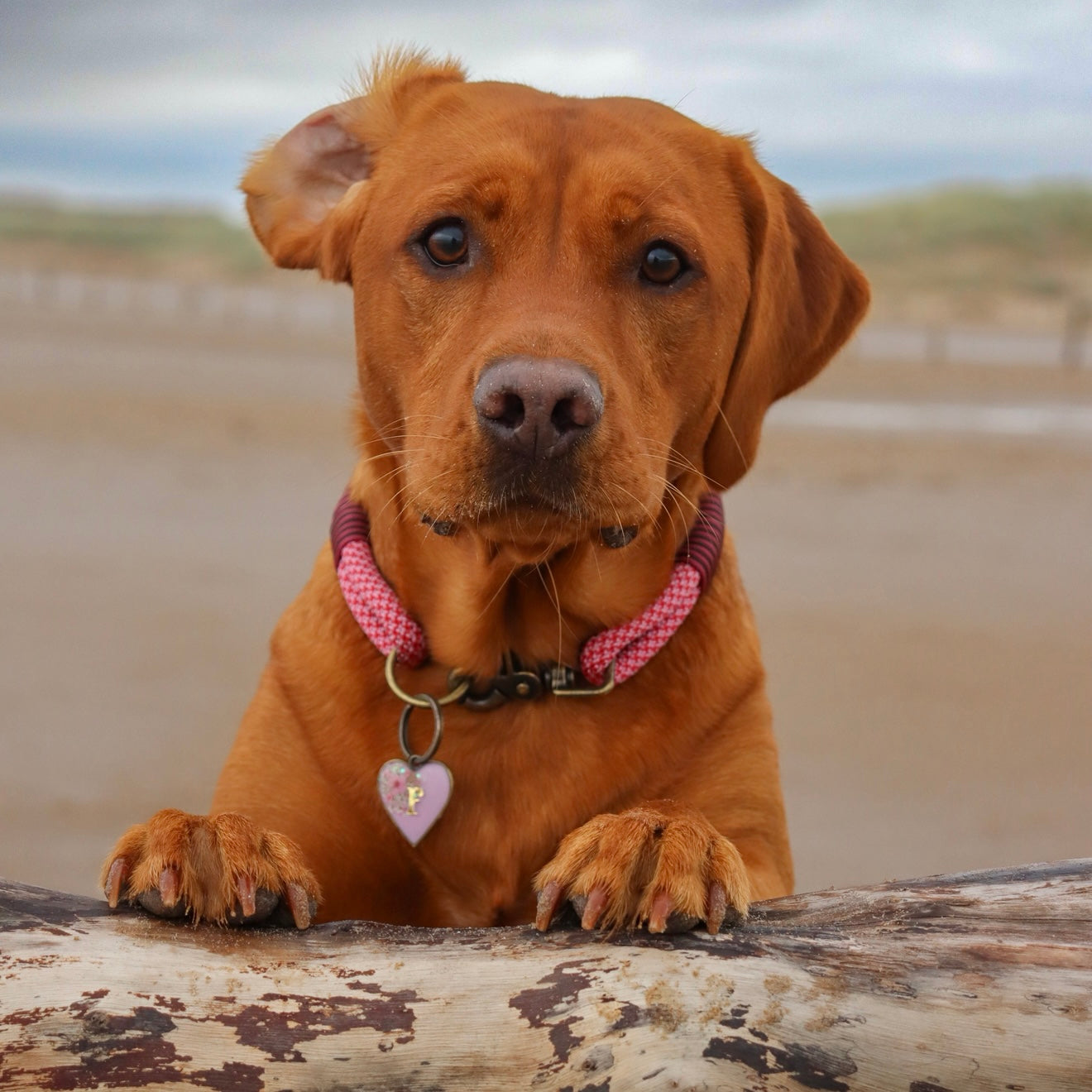 The 'Figgy’ Double Collar