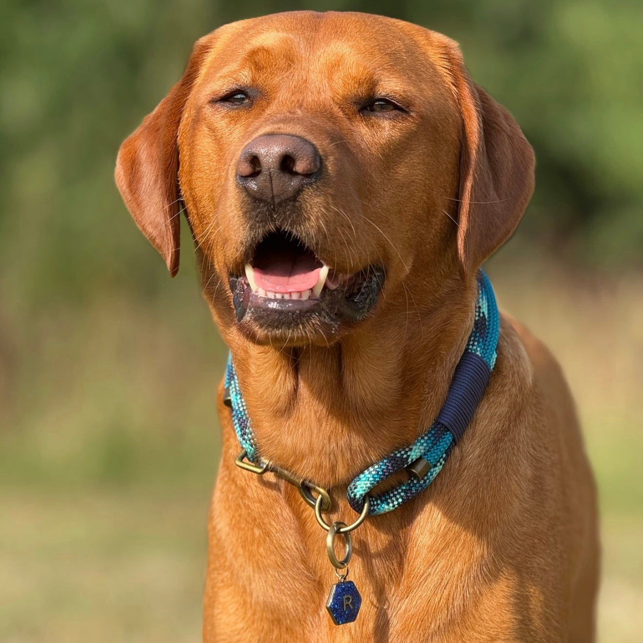 The 'Riley' Triple Collar