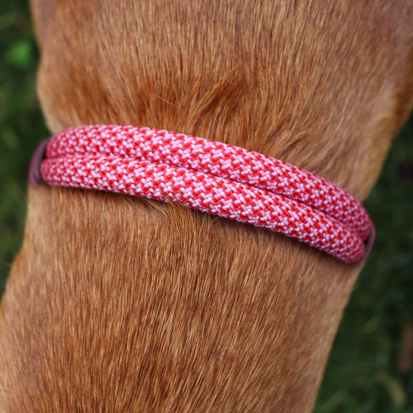 The 'Figgy’ Double Collar