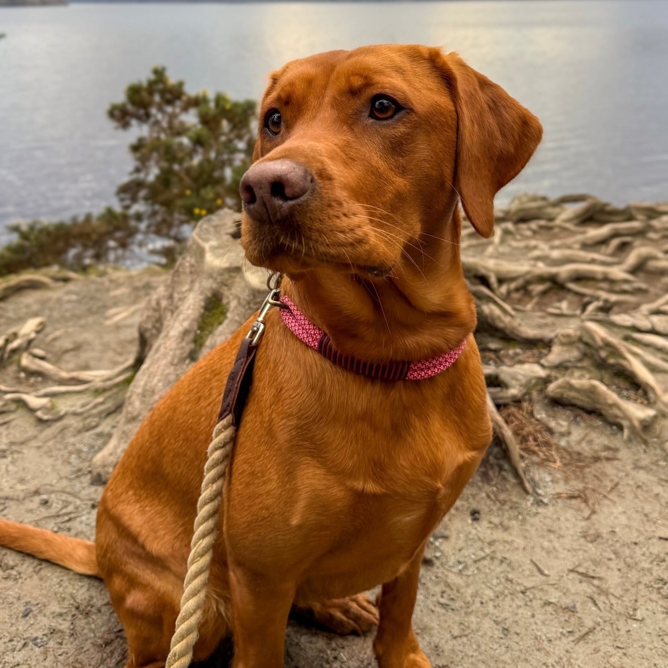 The 'Figgy’ Double Collar