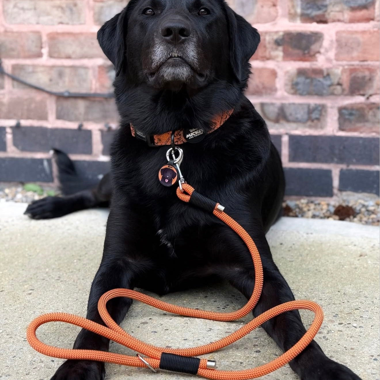 Paracord Dog Clip Lead - Design Your Own