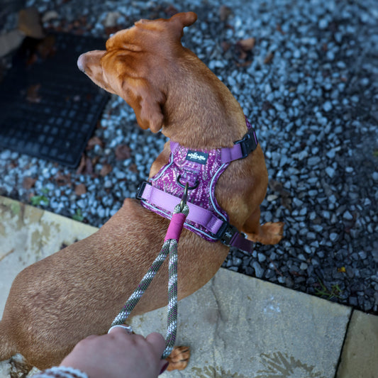 Paracord Dog Grab Handle