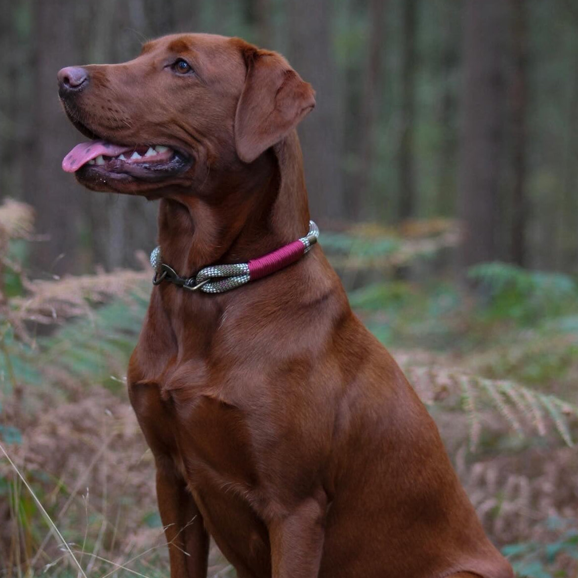 The 'Tessa' Single Collar