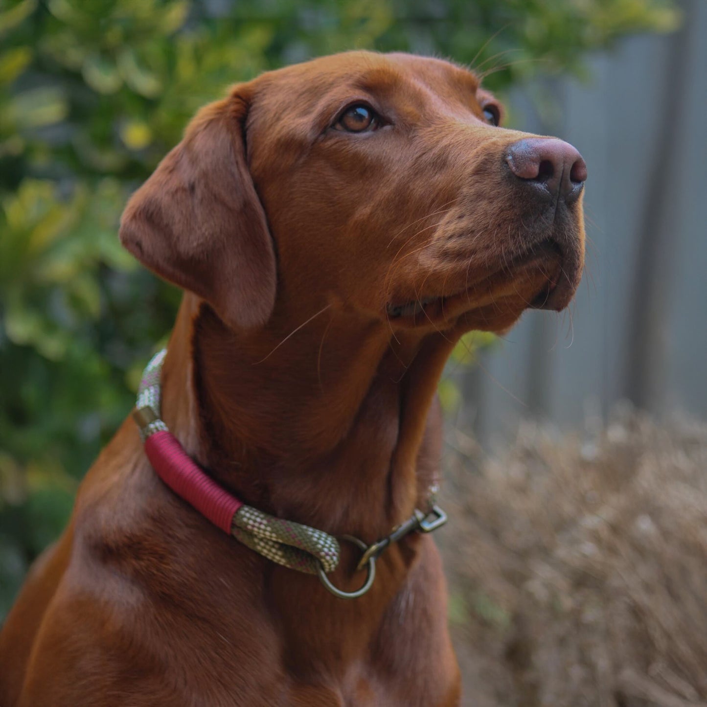 The 'Tessa' Single Collar