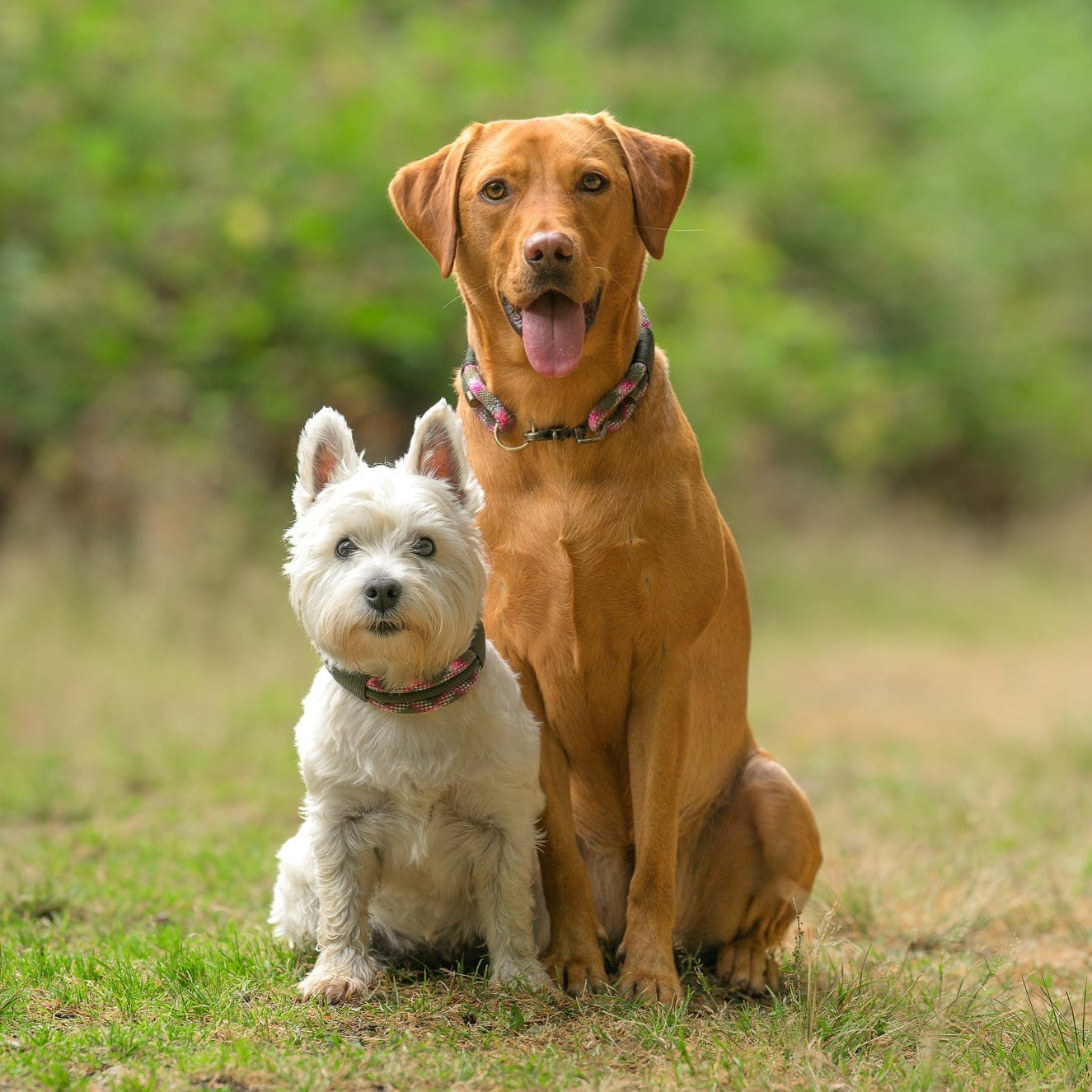 The 'Nala' Triple Collar