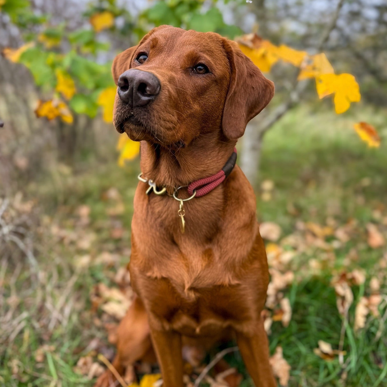 The 'Oscar' Double Collar