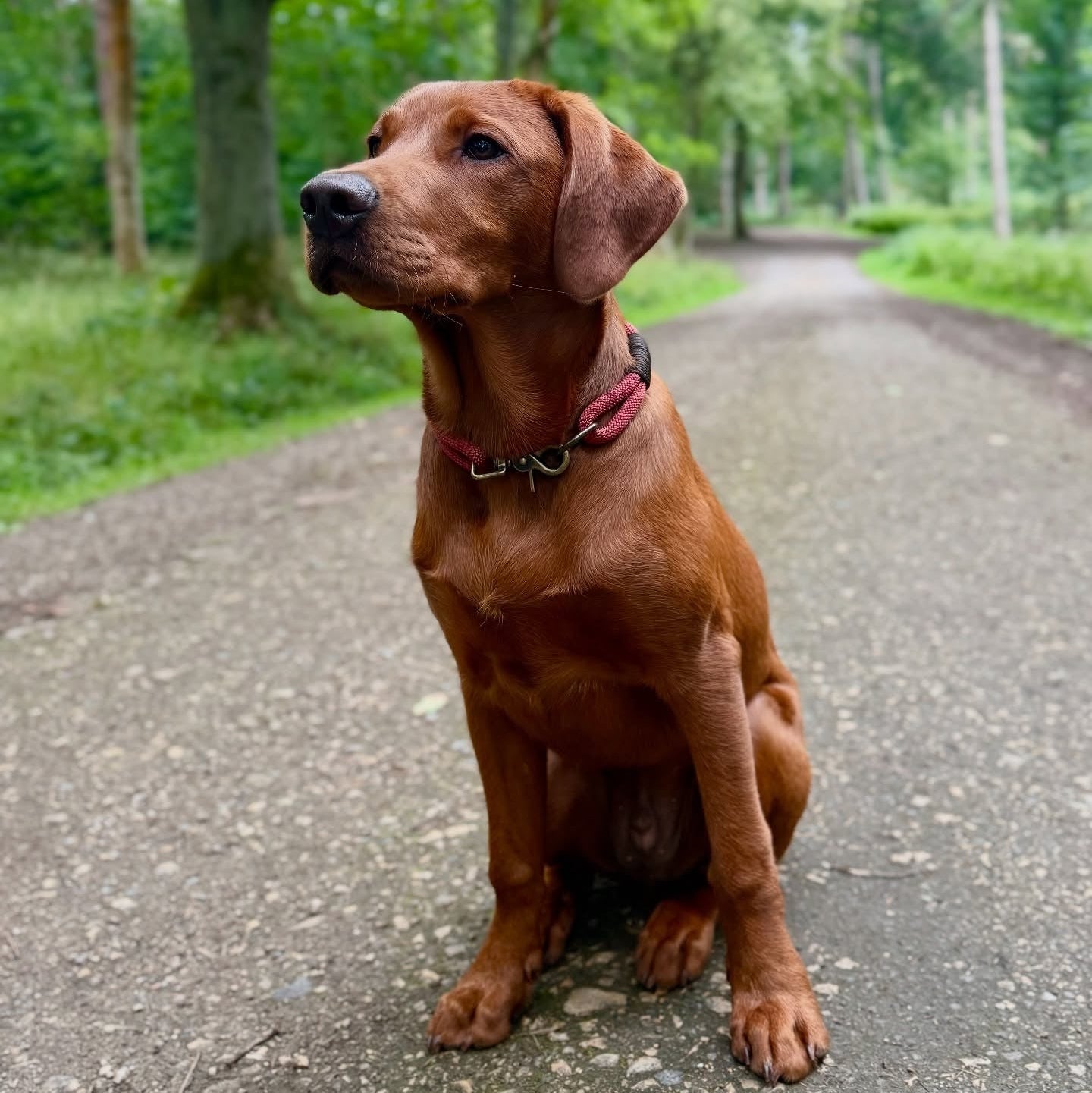 The 'Oscar' Double Collar
