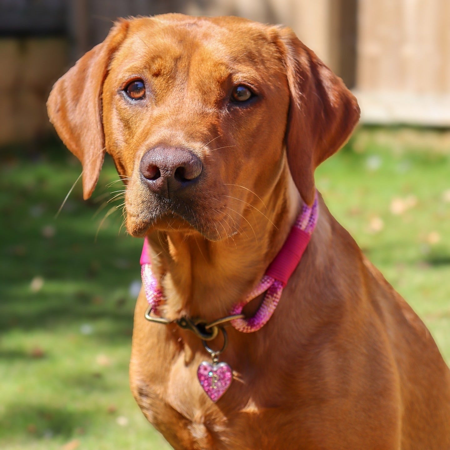 The 'Fig' Double Collar