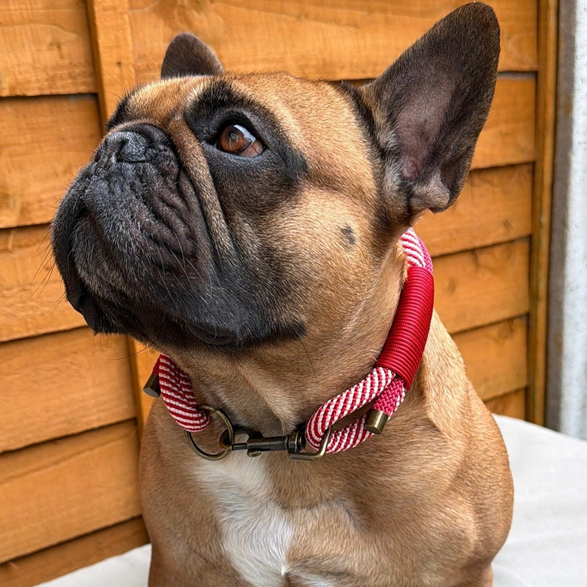 PRE ORDER - Candy Cane Triple Layer Rope Collar