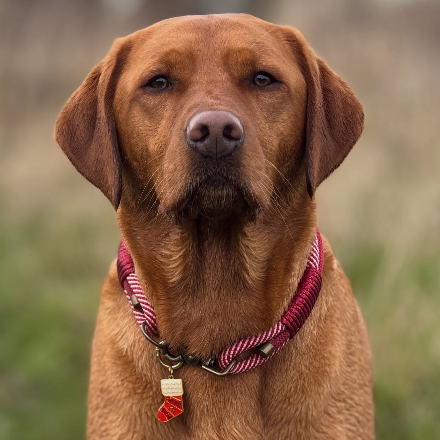 PRE ORDER - Candy Cane Triple Layer Rope Collar